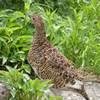 お花畑で雷鳥に出会う-③