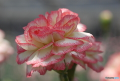 河津町カーネーション見本園にて③