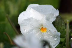 冬の花壇-③