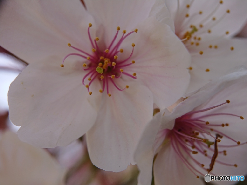 スマホで桜花を接写 ③
