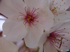 スマホで桜花を接写 ③