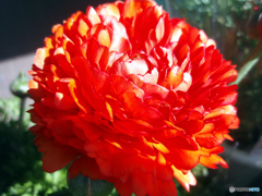 お花がいっぱい！ 200424-⑦