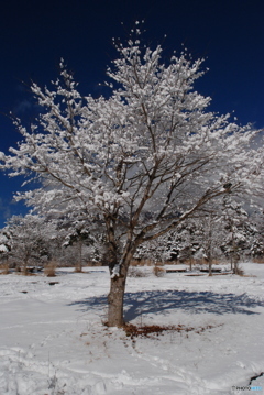 雪の翌朝(6)