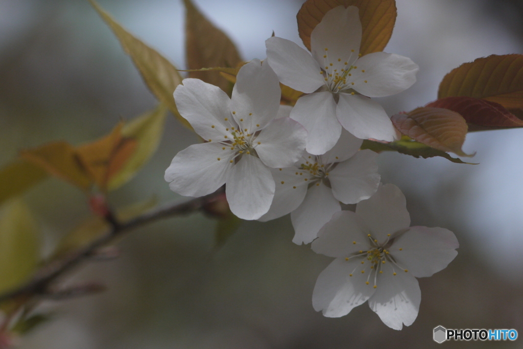 大島桜