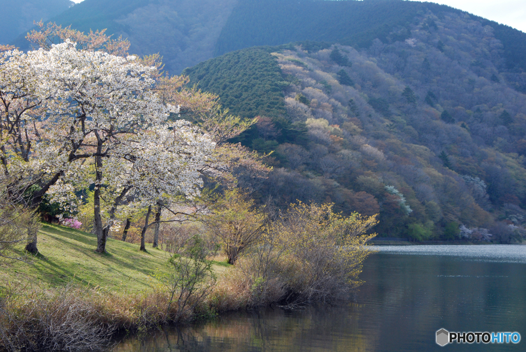 湖畔の春-➄