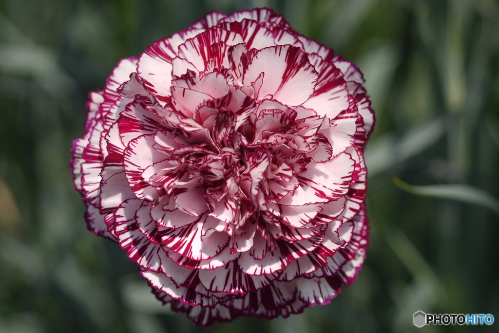 河津町カーネーション見本園にて①