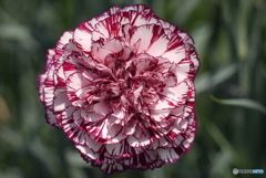 河津町カーネーション見本園にて①