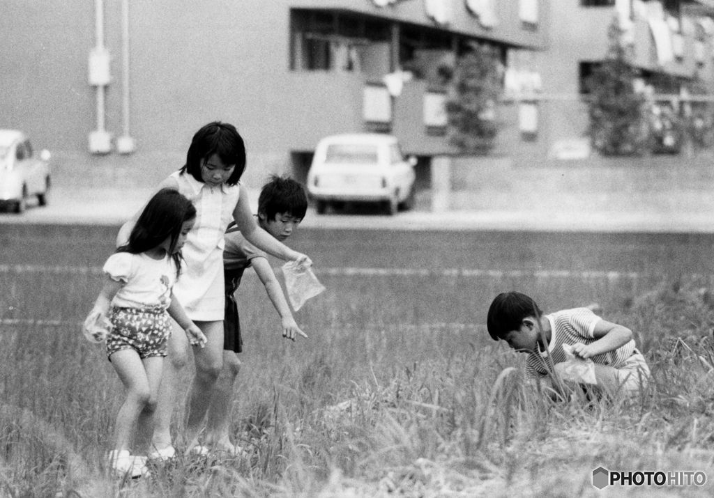 虫取り