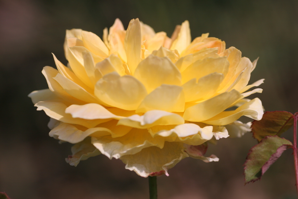 静岡県富士市・広見公園の秋薔薇-③