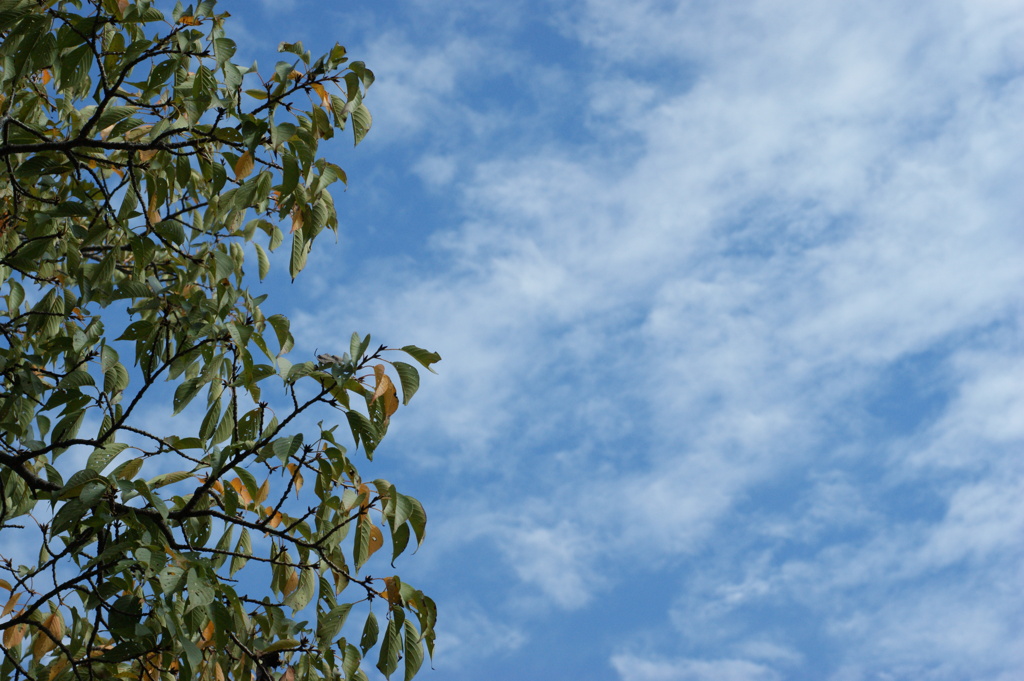 視線の彼方は秋の空-①