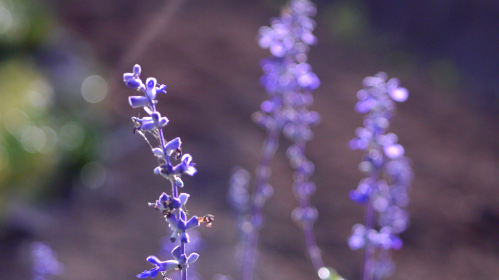 秋の終わりに公共の花壇で