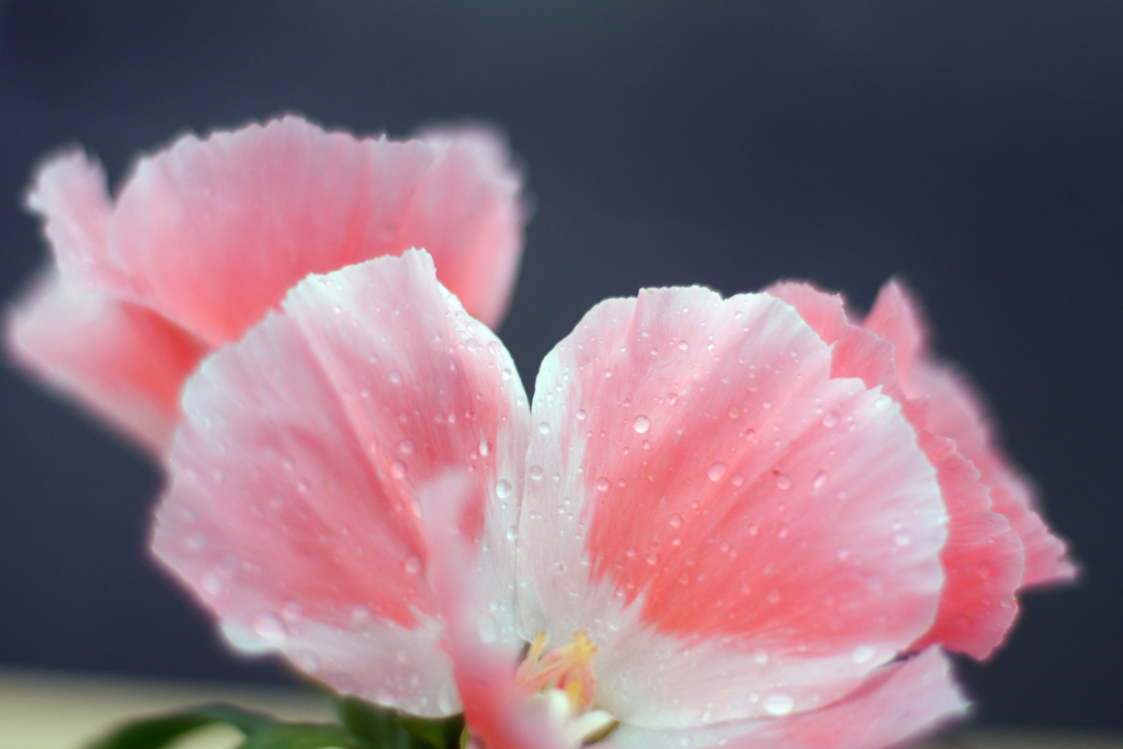 雨の日も美しく