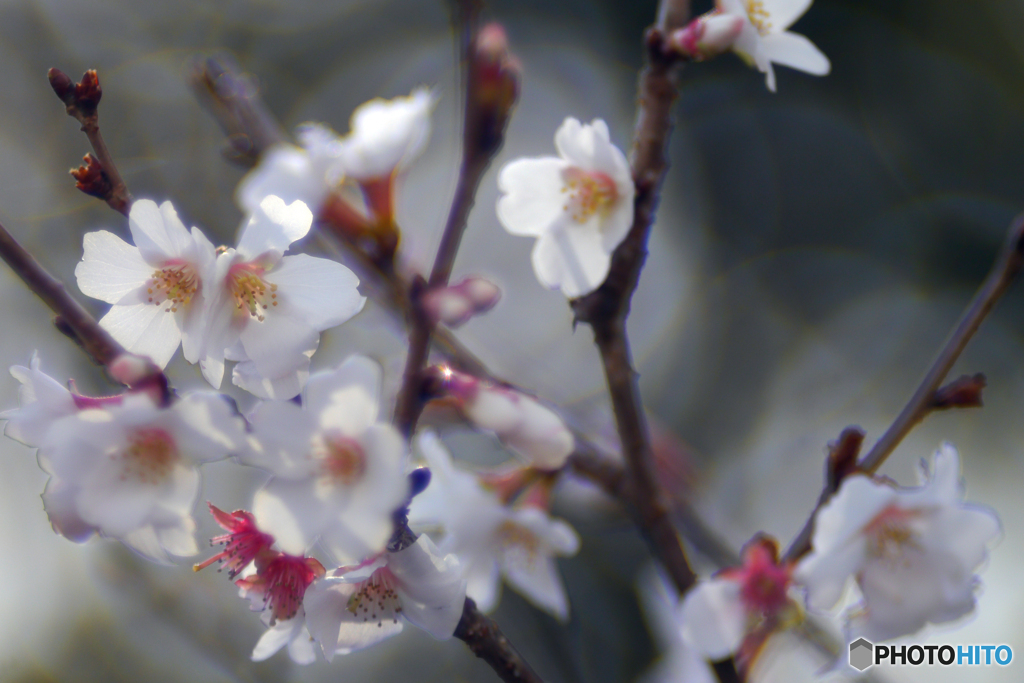 Auto Soligor 135mm f=2.8で冬桜を接写する-①