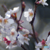 Auto Soligor 135mm f=2.8で冬桜を接写する-①