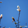 （惜別）Practical PB 70-210mm 1:4-5.6 MC-③