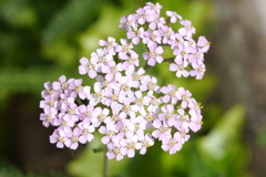 今日のお散歩の友は 200515-④