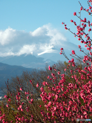 静岡県指定史跡・向山古墳群-➆