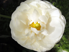 お花がいっぱい！ 200504-➆