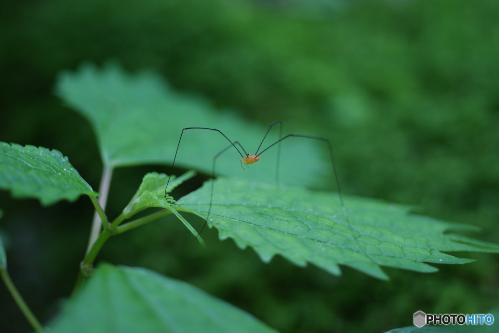 花と虫たち　シリーズ6-①