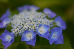 Which do you like better ? f=1.4