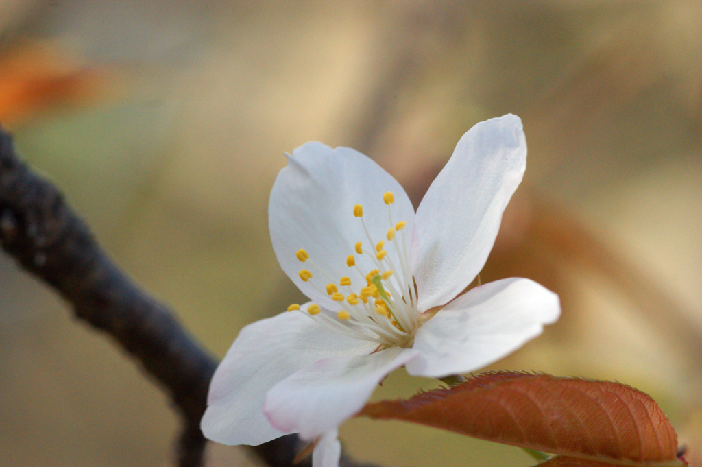 大島桜