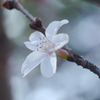 寒桜をニッコール標準レンズで撮る-③