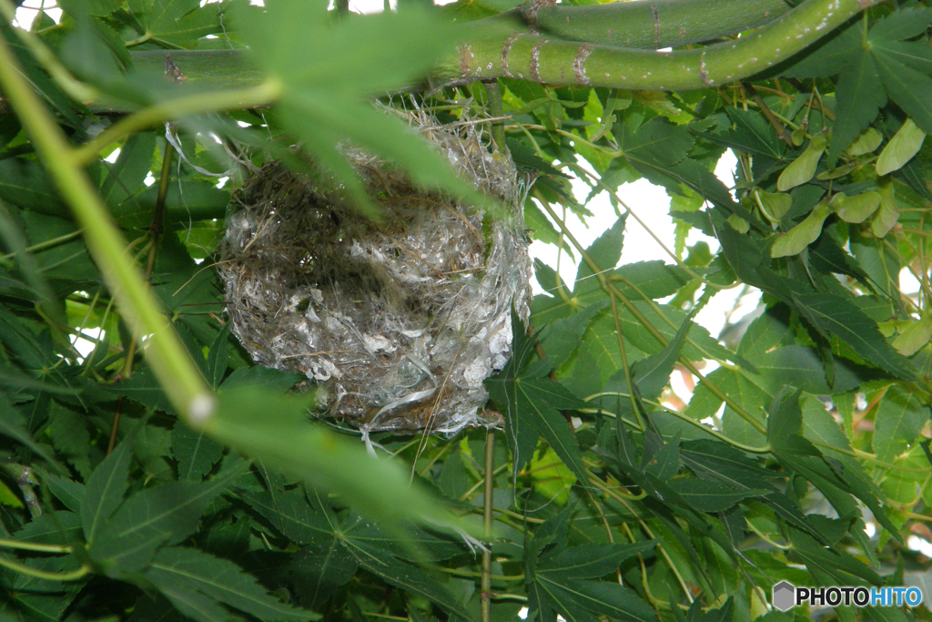 何の鳥の巣？-①