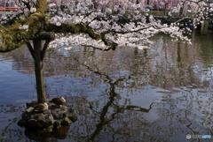 三嶋大社神泉の枝垂桜⑩