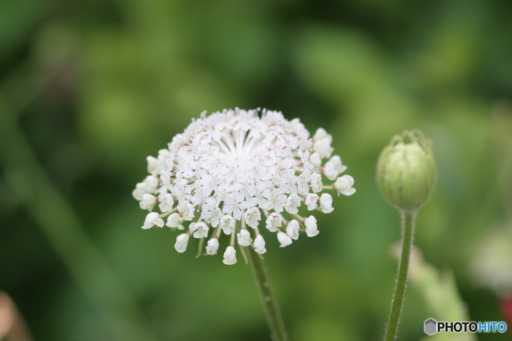 White on white-①