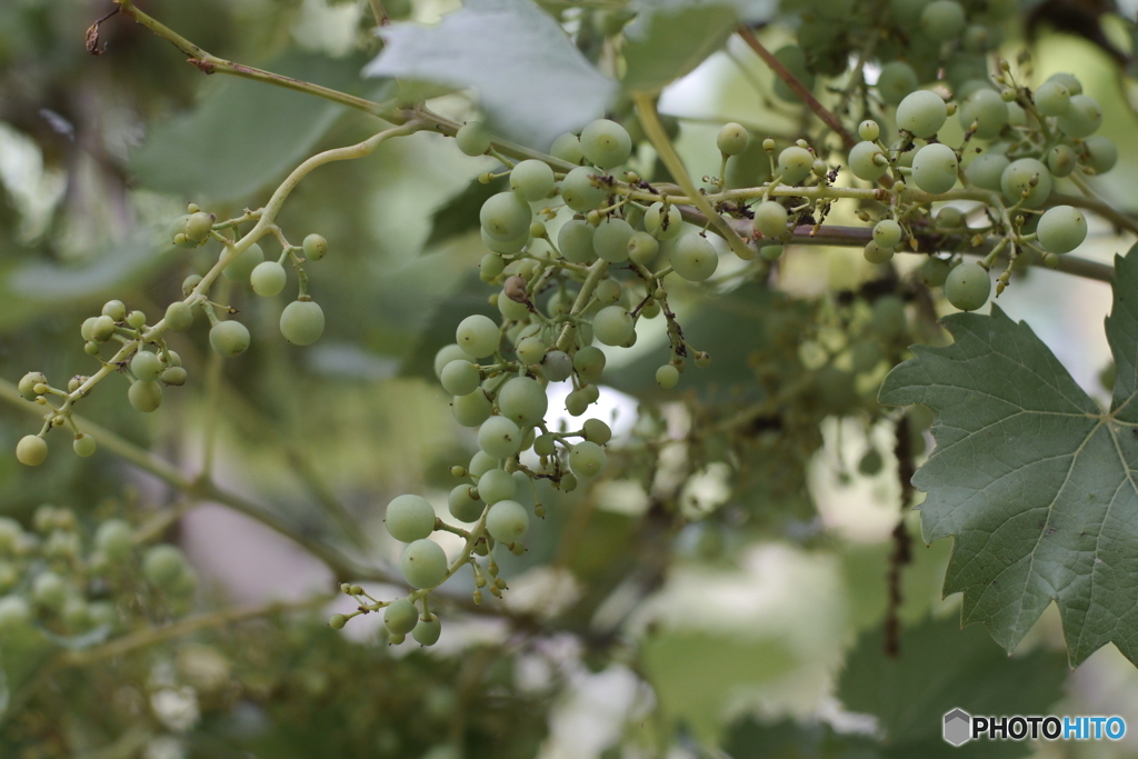 天神原植物園にて③
