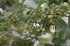 天神原植物園にて③