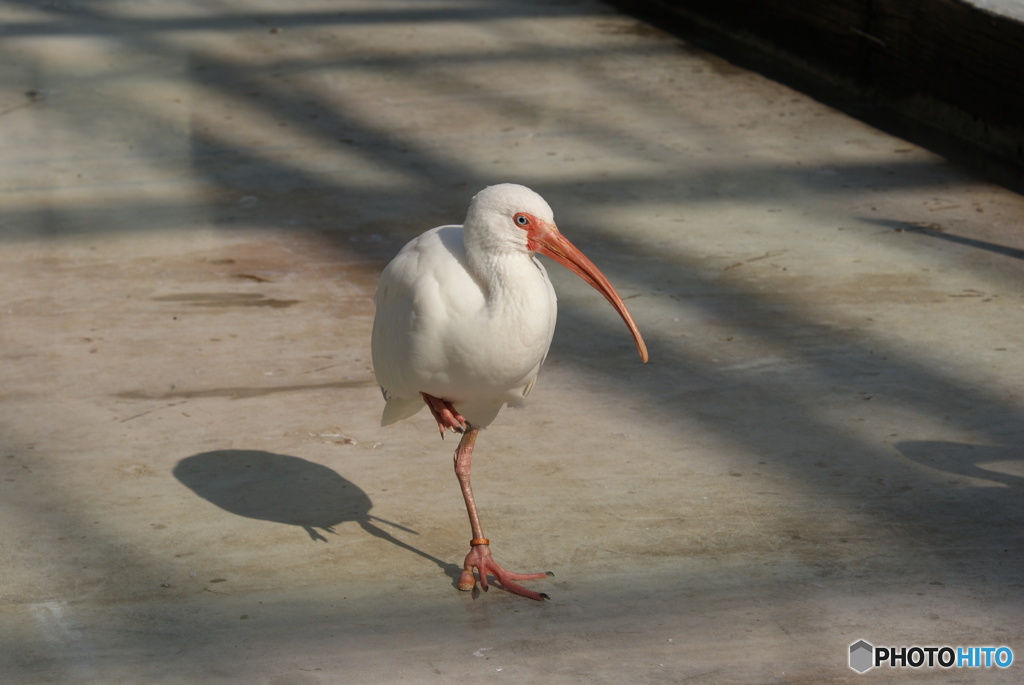 鳥類　その１　②