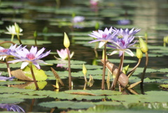 Water Lily ①