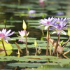 Water Lily ①