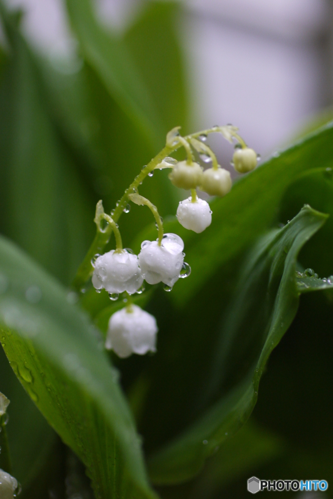 雨の日こそ絶好の撮影日和⑤