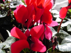 Vario-Sonnarで撮るお花 ⑩