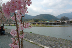 古都の思い出（渡月橋桜のころ）