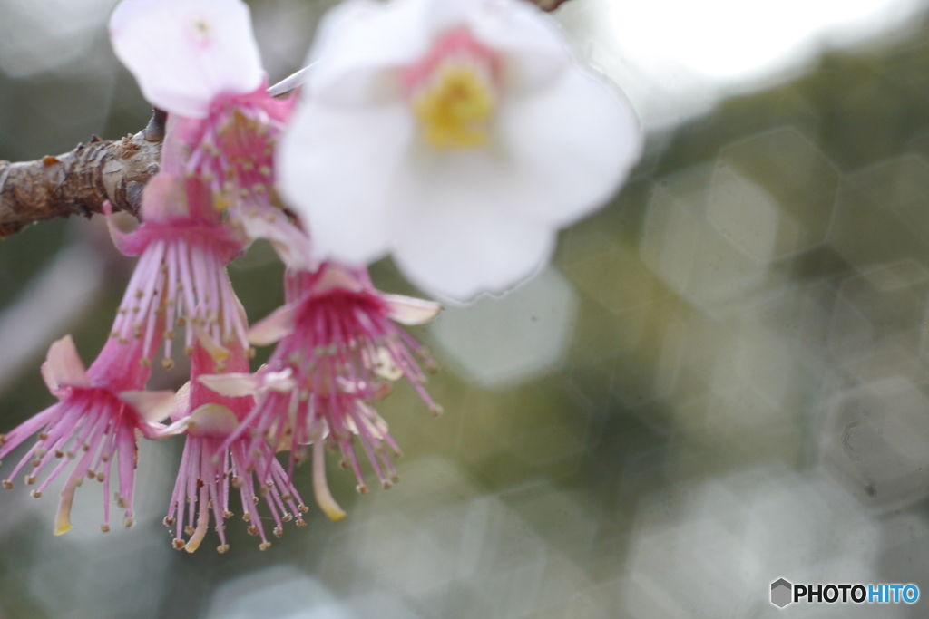 花のあとｰ➁