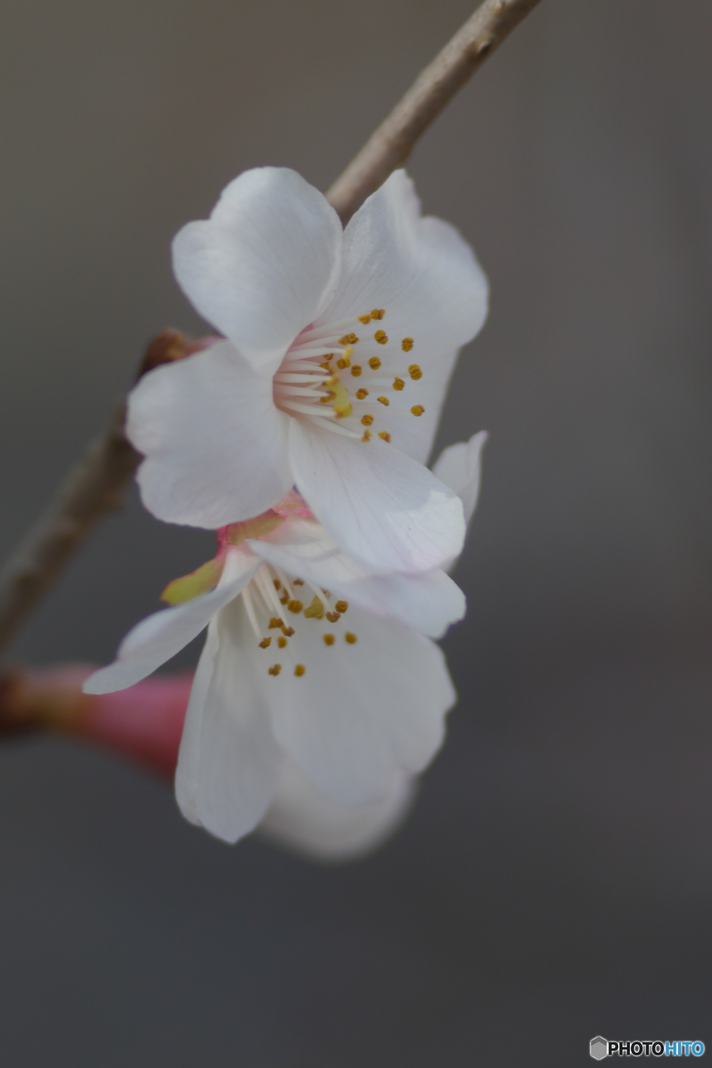 Auto Soligor 135mm f=2.8で冬桜を接写する-③