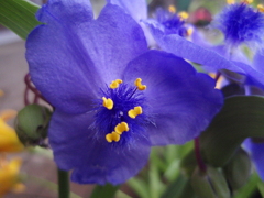 お花がいっぱい！ 200501-⑧
