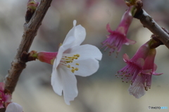 花のあとｰ➀