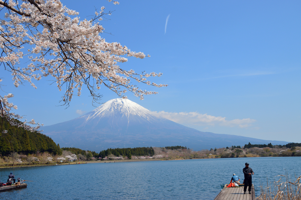 満開の桜と富士山①