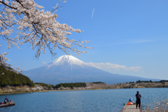 満開の桜と富士山①