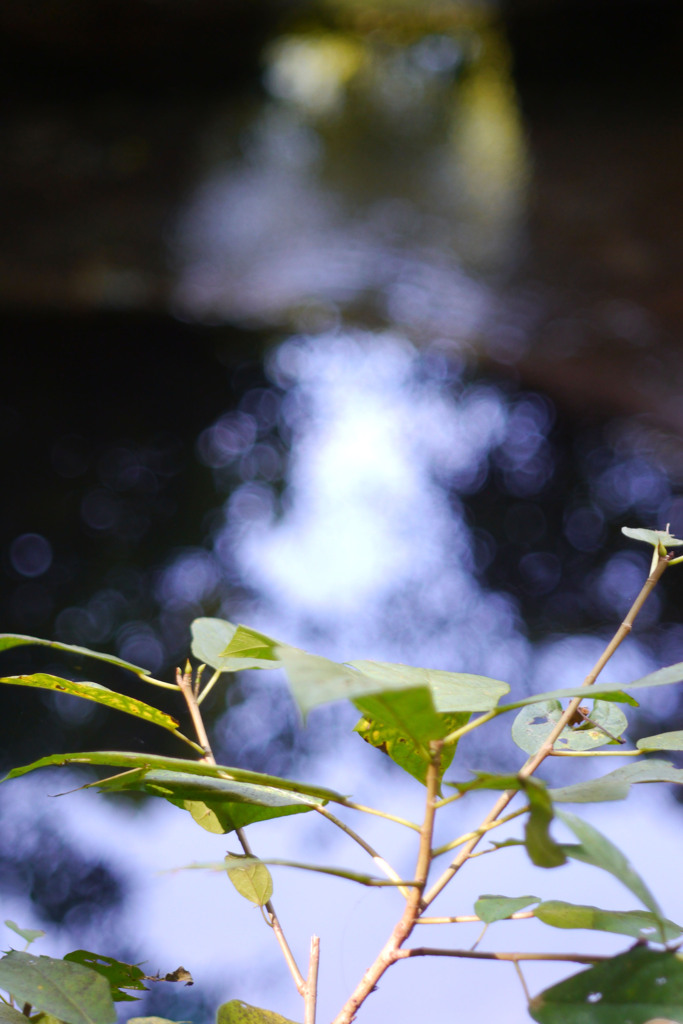 湧水の公園-➁