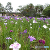 静岡市城北浄化センターの花菖蒲 2010（家内の感性で）-①