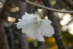 狂気の沙汰？（冬桜をSummitarで接写する）-③