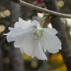 狂気の沙汰？（冬桜をSummitarで接写する）-③