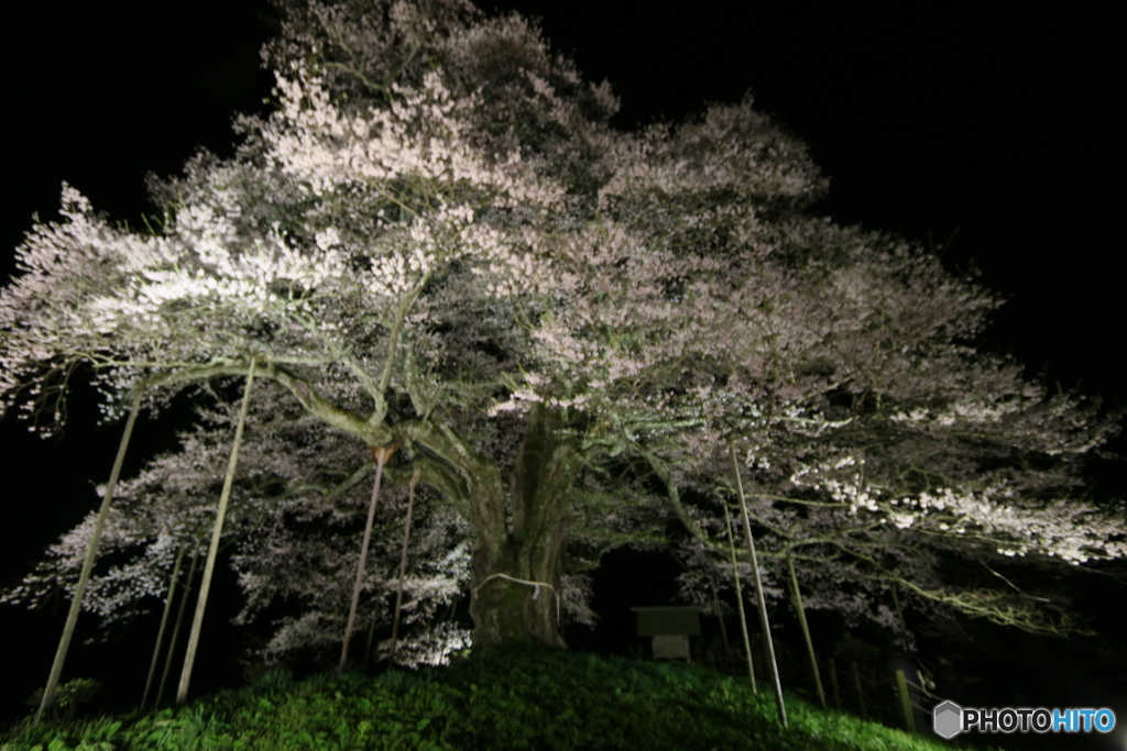 醍醐桜のライトアップ