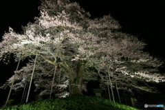 醍醐桜のライトアップ