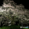 醍醐桜のライトアップ